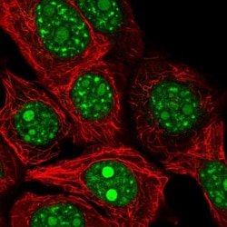 REXO4 Antibody, Novus Biologicals 0.1mL; Unlabeled:Antibodies, Polyclonal